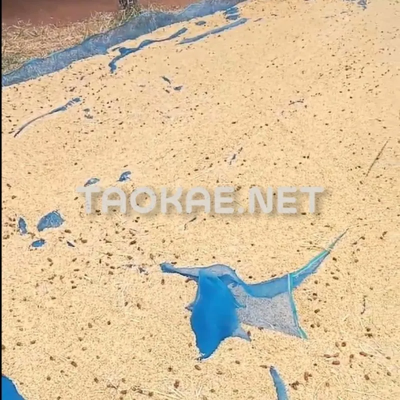 รีวิวมุ้งไนล่อนฟ้า-2