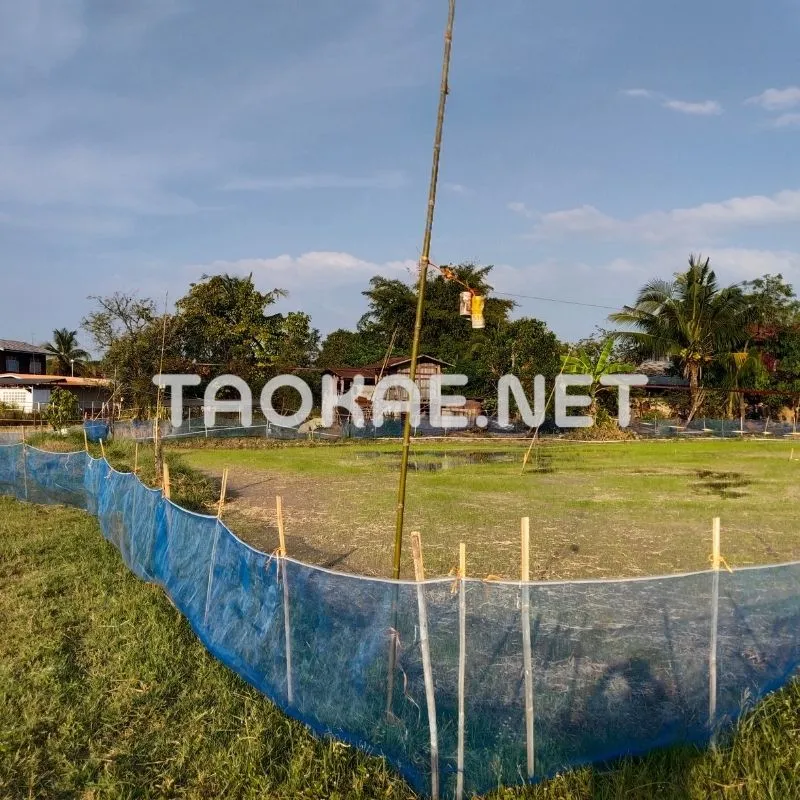 รีวิวมุ้งไนล่อนฟ้า-4