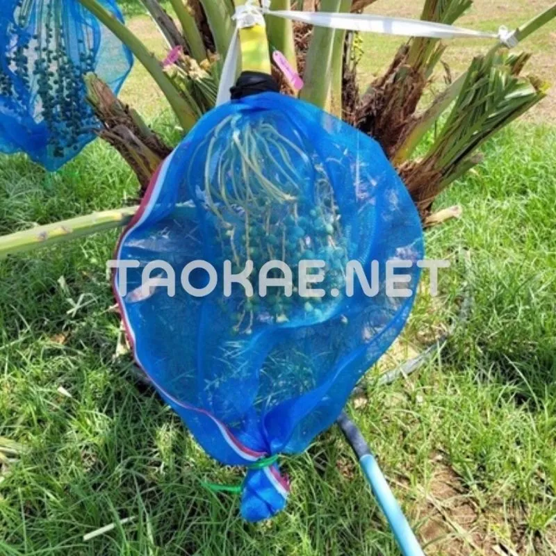 รีวิวมุ้งไนล่อนฟ้า-5