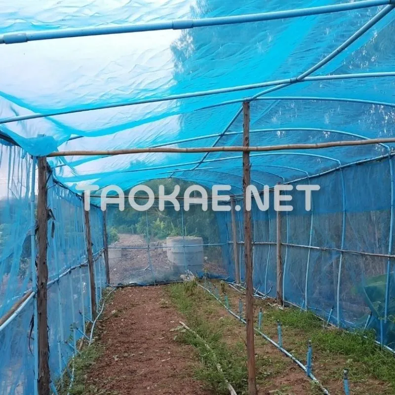 รีวิวมุ้งไล่อนฟ้า-1