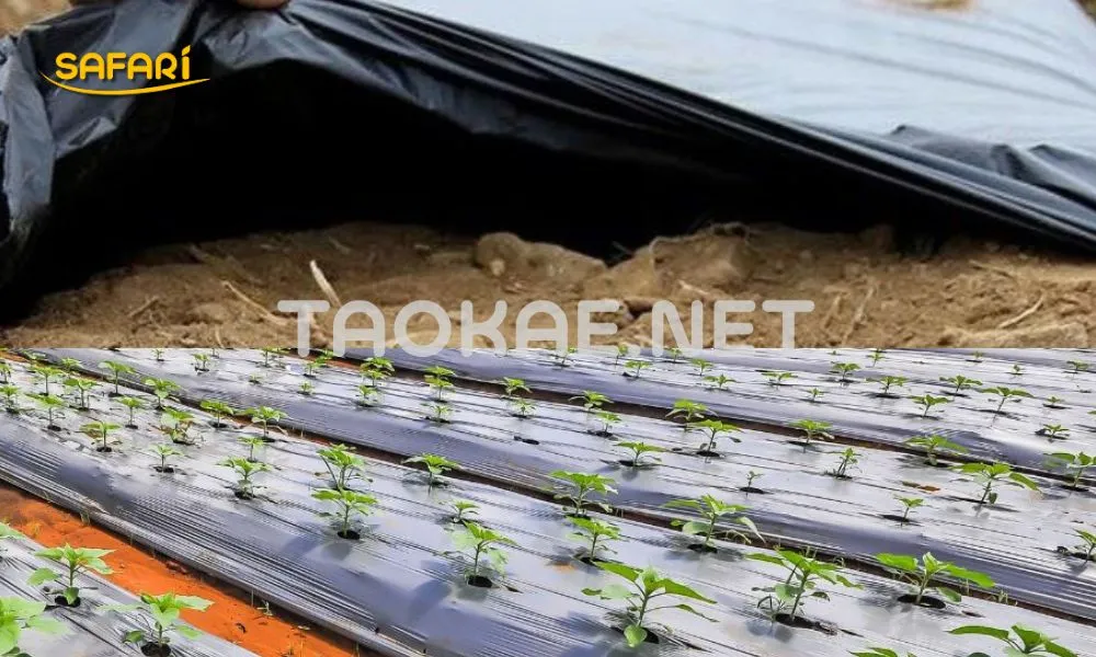 วิธีใช้พลาสติกคลุมดิน