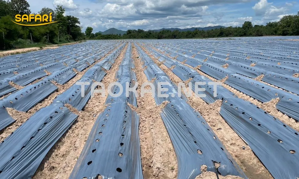 วิธีใช้พลาสติกคลุมดิน