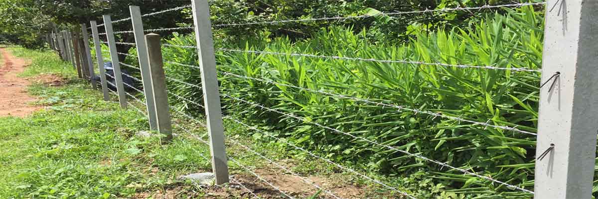 รั้วลวดหนาม