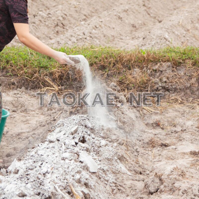 ปูนขาว-3