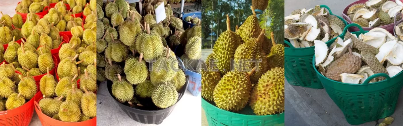 เข่งพลาสติก สวนทุเรียน