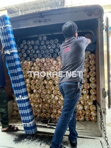 พนักงานกำลังจัดเรียงม้วนพลาสติกขึ้นรถ