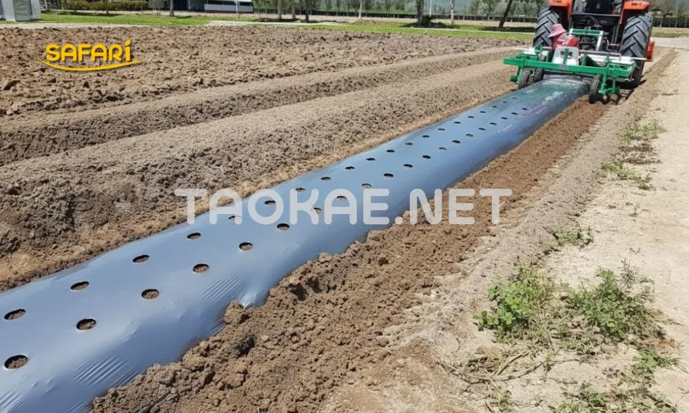 การปูพลาสติกคลุมดินให้ตึง