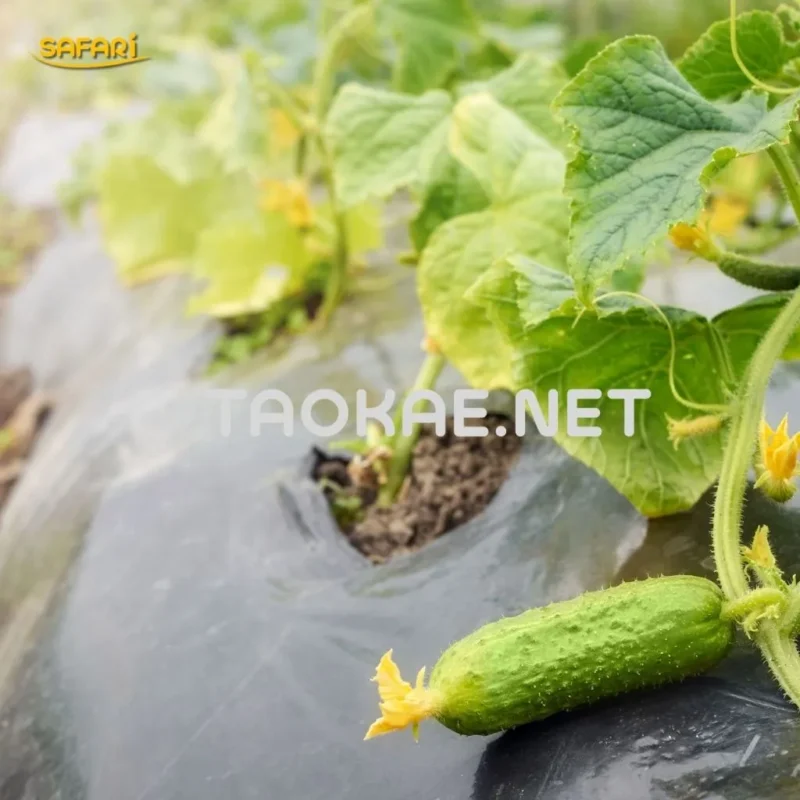 ประโยชน์ของพลาสติกคลุมดิน