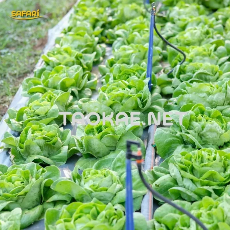 พลาสติกคลุมดิน-แปลงปลูกผักสลัด