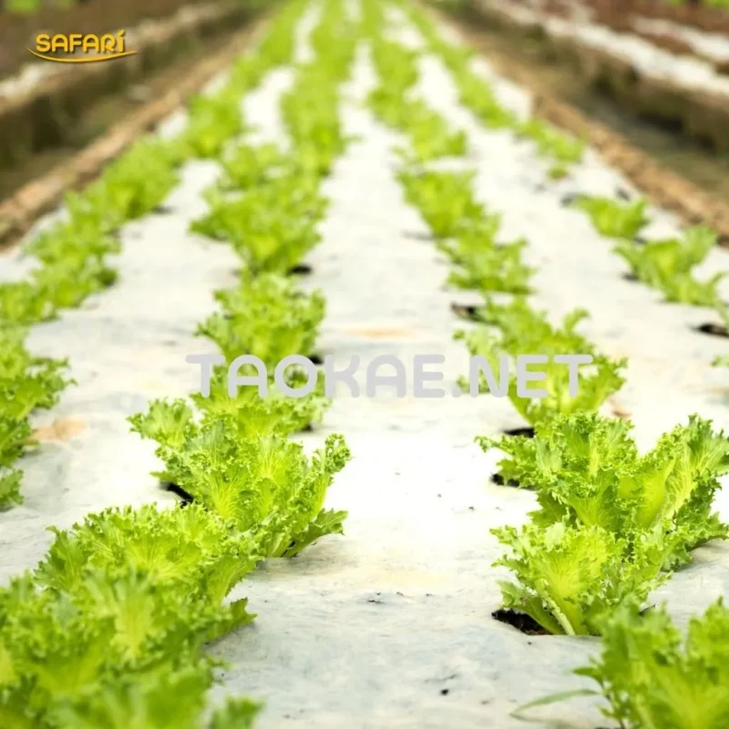 เจาะรูพลาสติกคลุมดิน