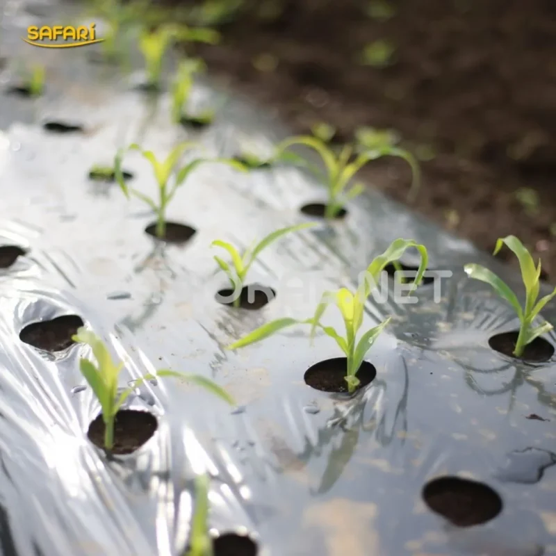 พลาสติกคลุมช่วยให้ประหยัดน้ำและปุ๋ย
