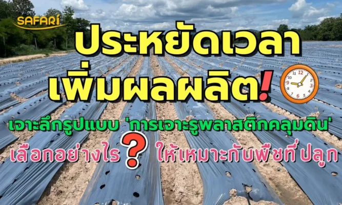 เจาะรูพลาสติกคลุมดิน