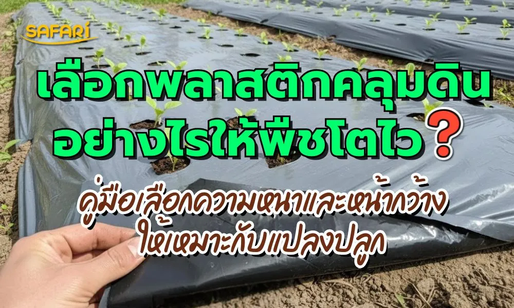 เลือกพลาสติกคลุมดิน