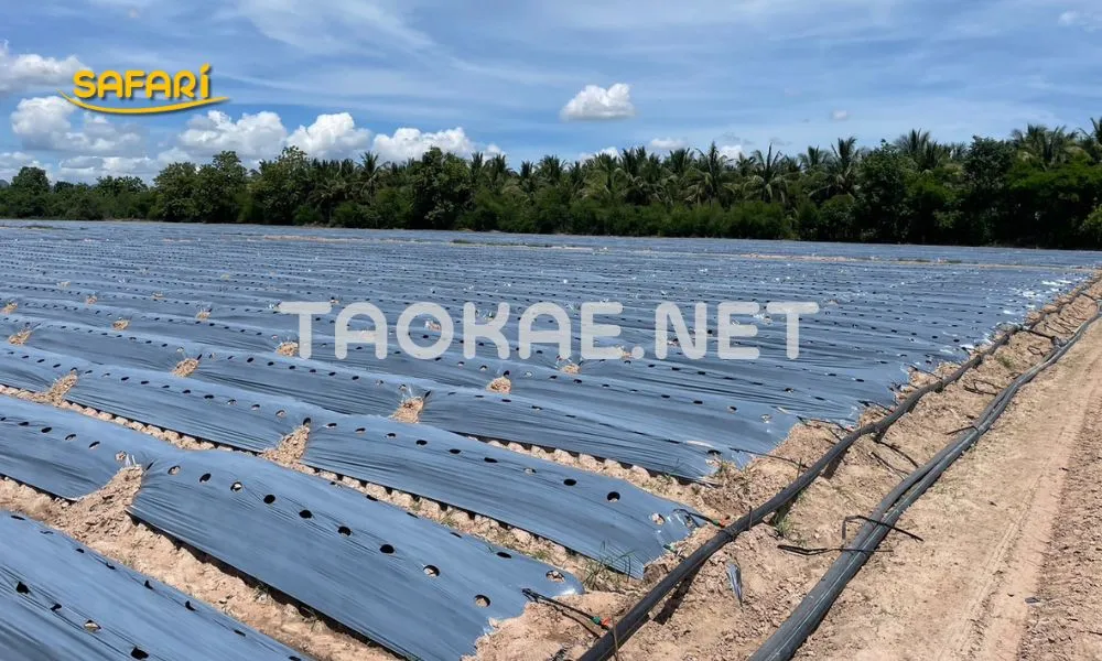 ควรปูพลาสติกในช่วงที่มีแสงแดดหรือช่วงกลางวันที่อากาศอุ่น