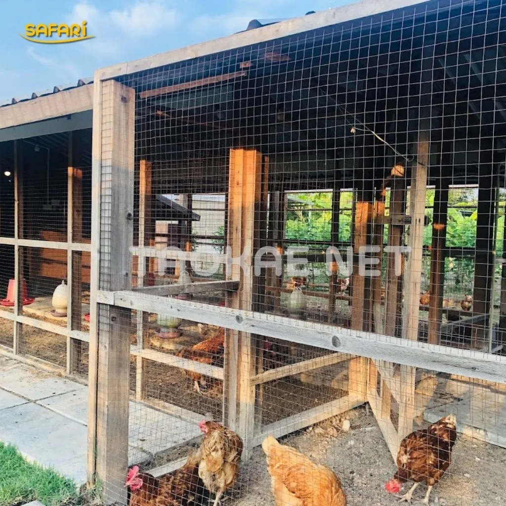 เล้าไก่แบบโปร่ง ที่สร้างด้วยโครงไม้และล้อมด้วยตาข่ายลวด ภายในมีไก่ไข่สีน้ำตาลหลายตัวกำลังคุ้ยเขี่ยพื้นดิน มีการติดตั้งอุปกรณ์ใส่น้ำและอาหารวางไว้เป็นจุดๆ สภาพแวดล้อมดูสะอาดและอากาศถ่ายเทได้ดี