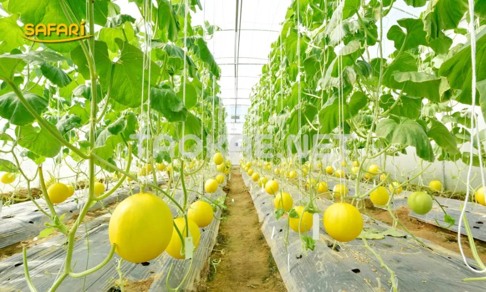 ความหนาพลาสติกโรงเรือน-200ไมครอน