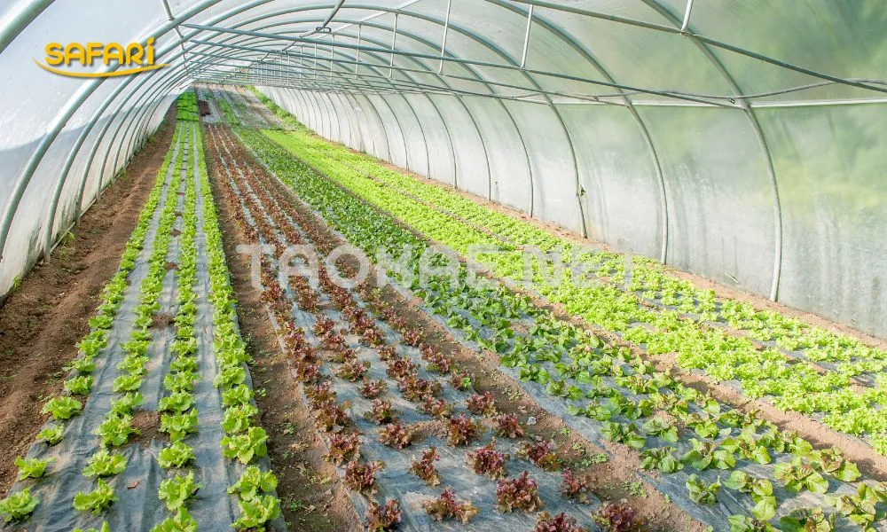 ความหนาพลาสติกโรงเรือน-100-150ไมครอน