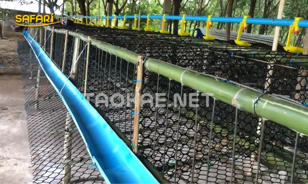 ไอเดียทำกรงไก่ คอกเป็ด และกรงล้อมนกยูง (ตา 15-25 มม.)