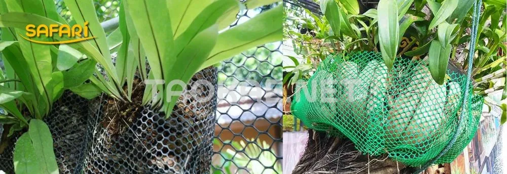 การใช้ตาข่ายพลาสติกมาห่อกล้วยไม้