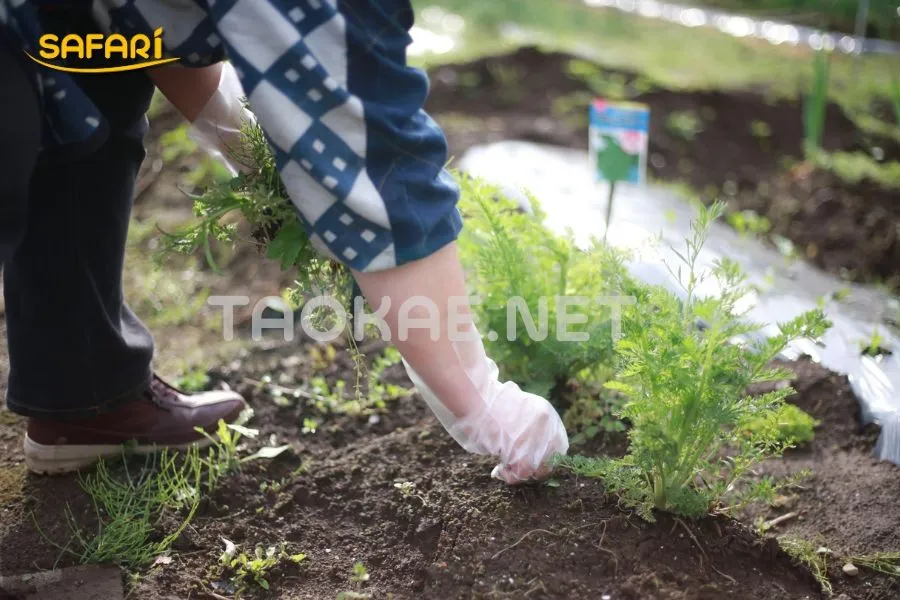 วิธีกำจัดวัชพืชในโรงเรือน