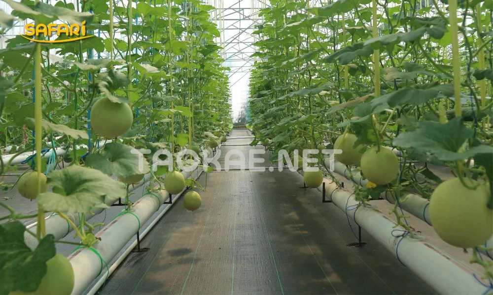 โรงเรือนที่ปูพื้นด้วยพลาสติกคลุมหญ้า