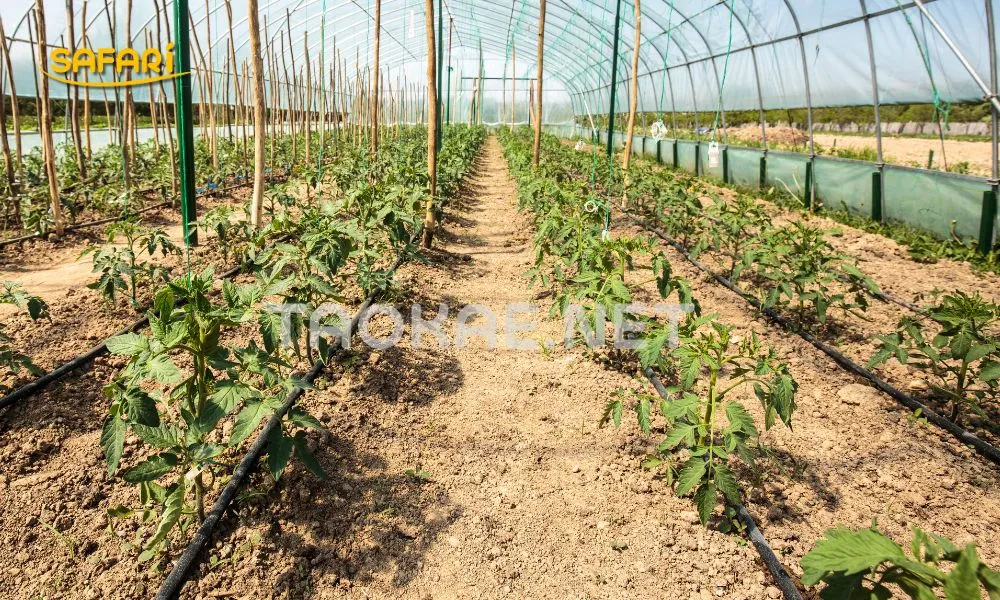 โรงเรือนที่ไม่ได้ปูพื้น