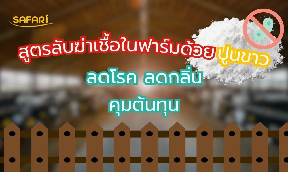 ฆ่าเชื้อในฟาร์มด้วยปูนขาว