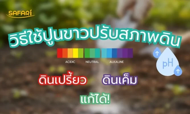 วิธีใช้ปูนขาวปรับสภาพดิน