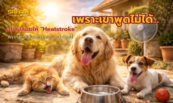 Heatstroke ในหน้าร้อน