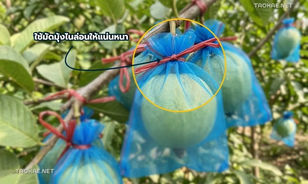 ดักแมลง-1