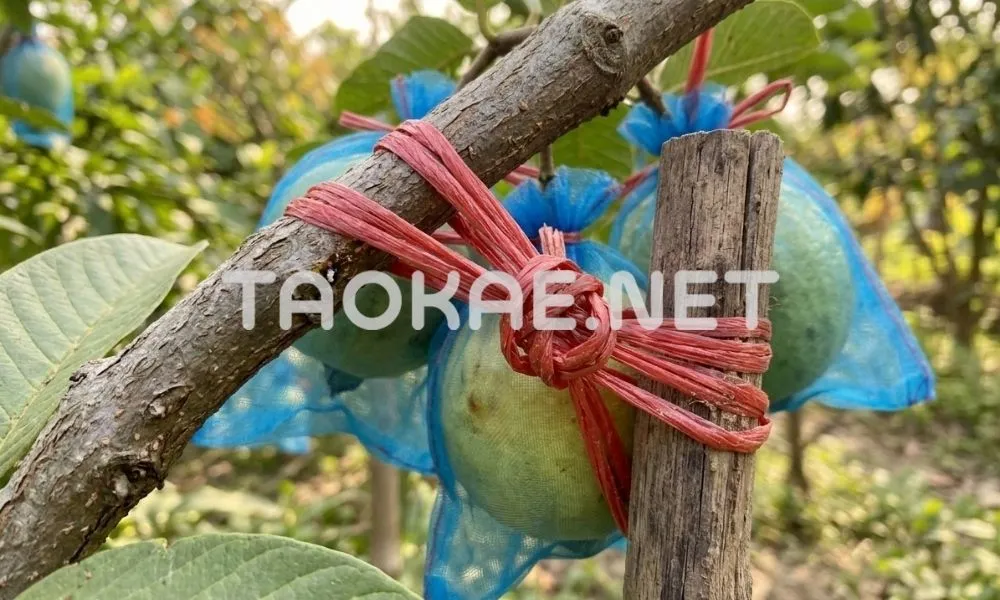 ดักแมลง-2