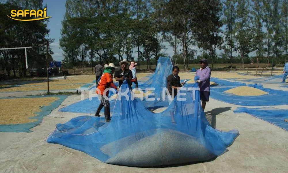 ต่อมุ้งฟ้า เป็นผ้าลานตากข้าว