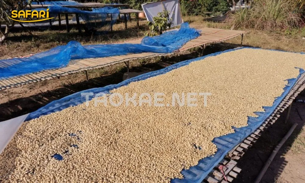 ต่อมุ้งฟ้า เป็นผ้าลานตากกาแฟ