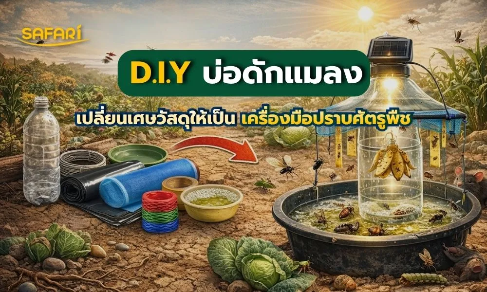 บ่อดักแมลง