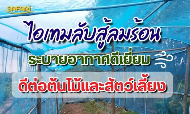 มุ้งฟ้าsafari