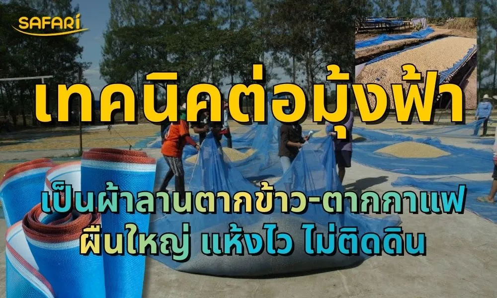 ผ้าลานตากข้าว