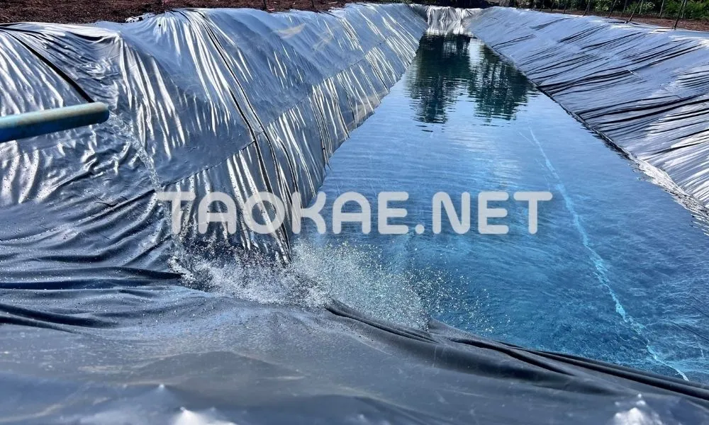 พลาสติกปูบ่อ vs พลาสติกโรงเรือน-2