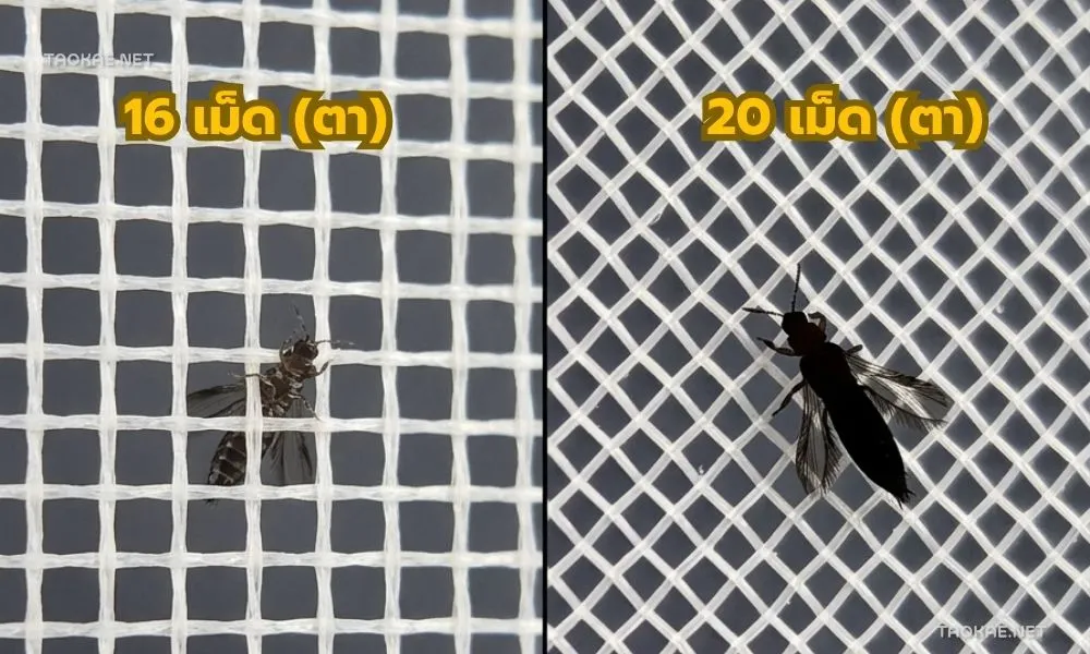 มุ้งขาว20เม็ด-2