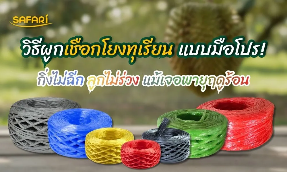 วิธีผูกเชือกโยงทุเรียน