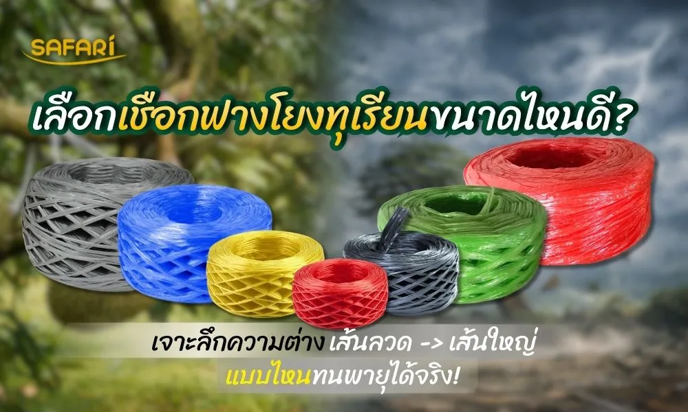 เชือกฟางโยงทุเรียน