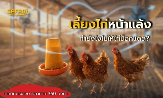 เลี้ยงไก่