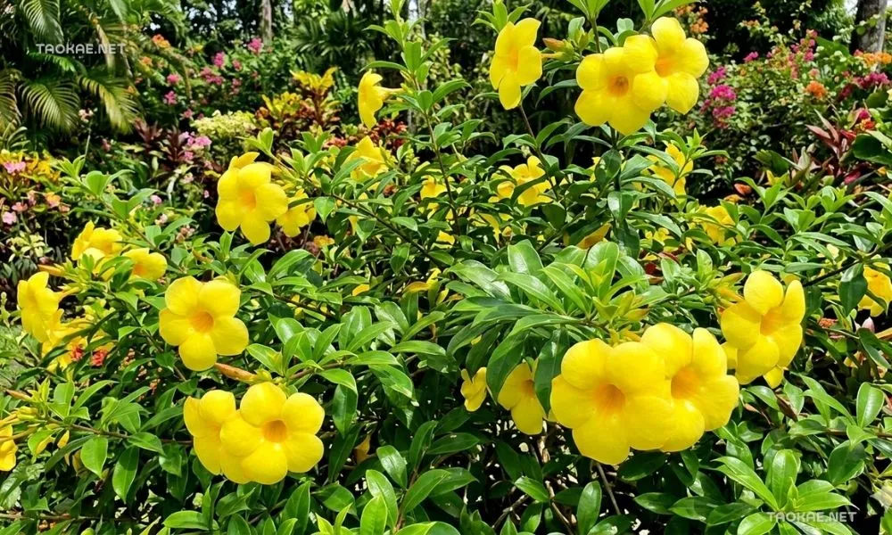 จันทร์กระจ่างฟ้า - ตาข่ายพลาสติก