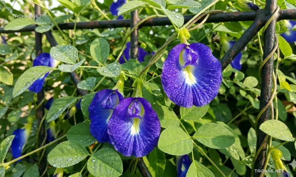 ดอกอัญชัญ - ตาข่ายพลาสติก