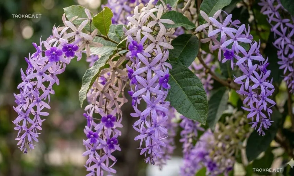 พวงคราม - ตาข่ายพลาสติก