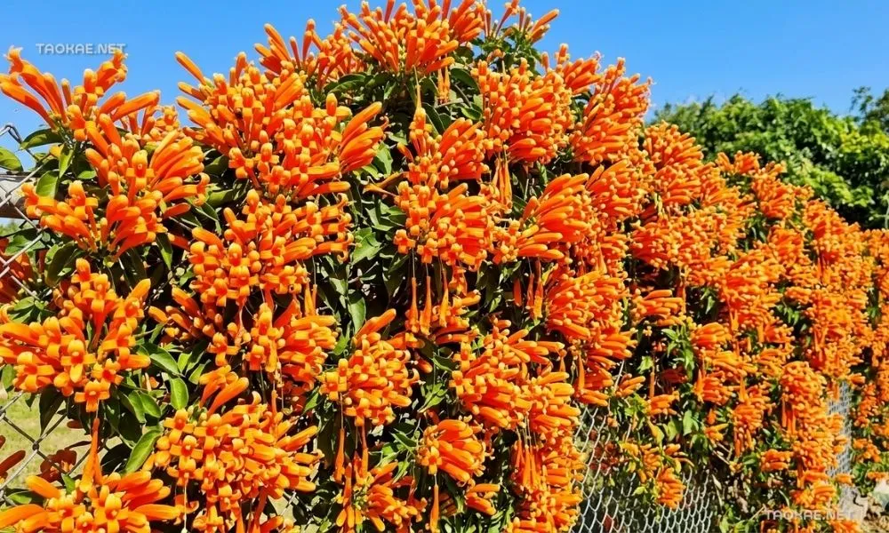 พวงแสด - ตาข่ายพลาสติก