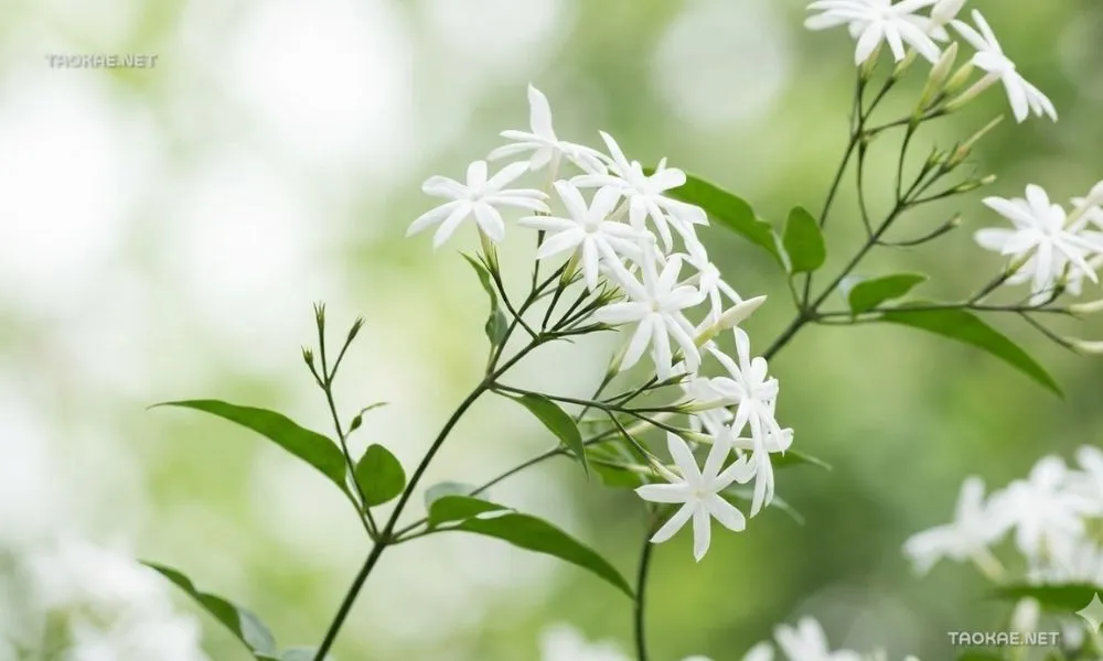 มะลิวัลย์ - ตาข่ายพลาสติก