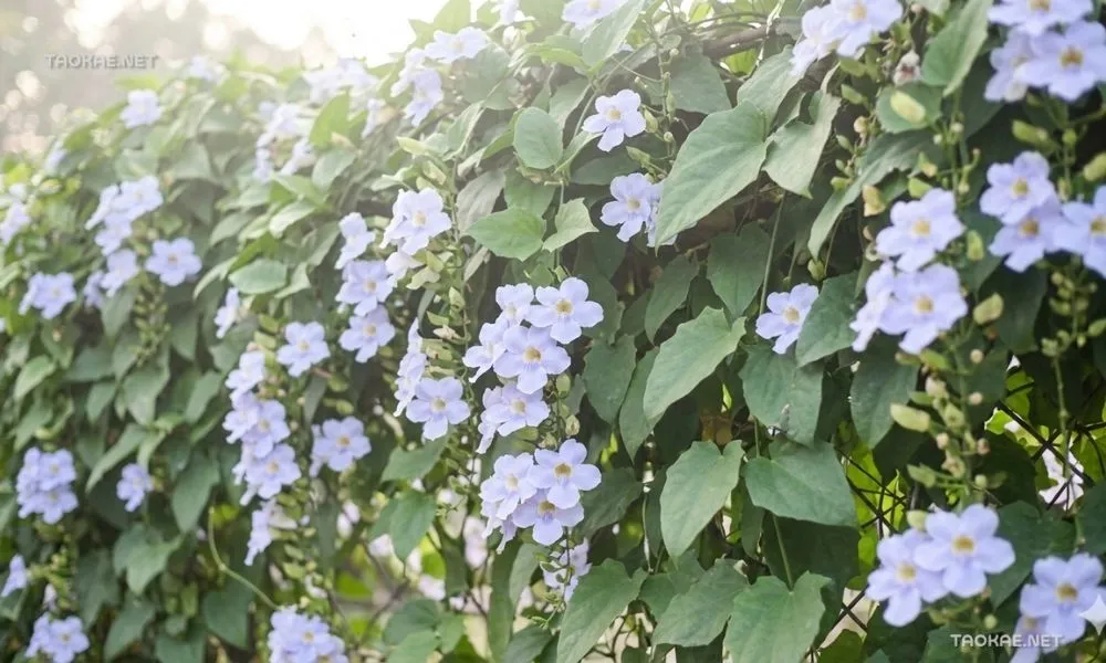 สร้อยอินทนิล - ตาข่ายพลาสติก