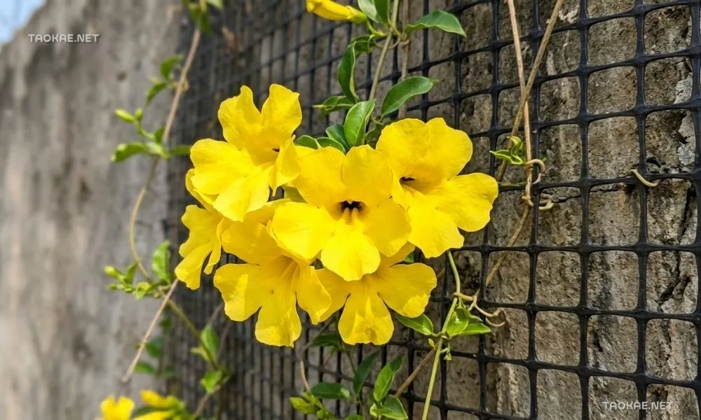 เหลืองชัชวาล