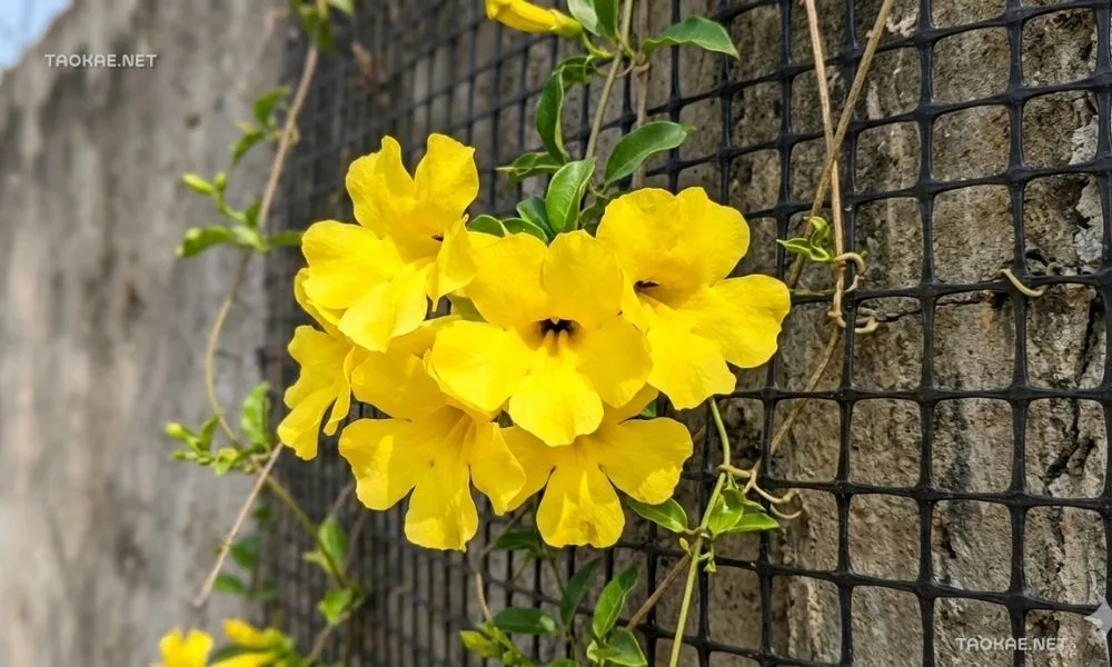 เหลืองชัชวาล - ตาข่ายพลาสติก