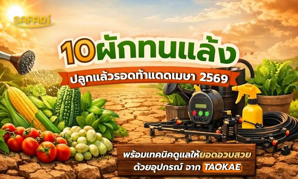 ผักทนแล้ง - หน้าปก